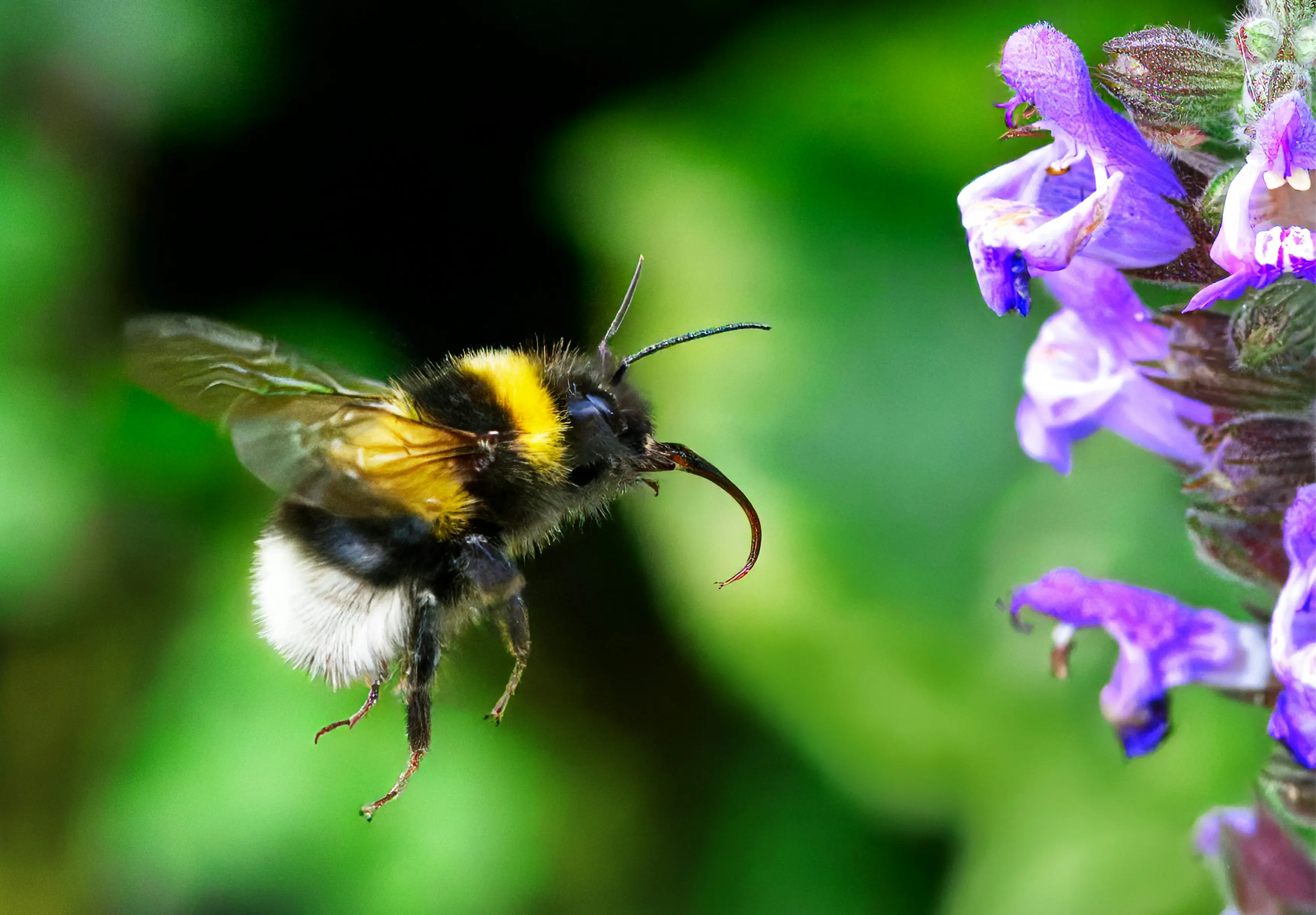 A buff-tailed bumblebee foraging in a summer garden