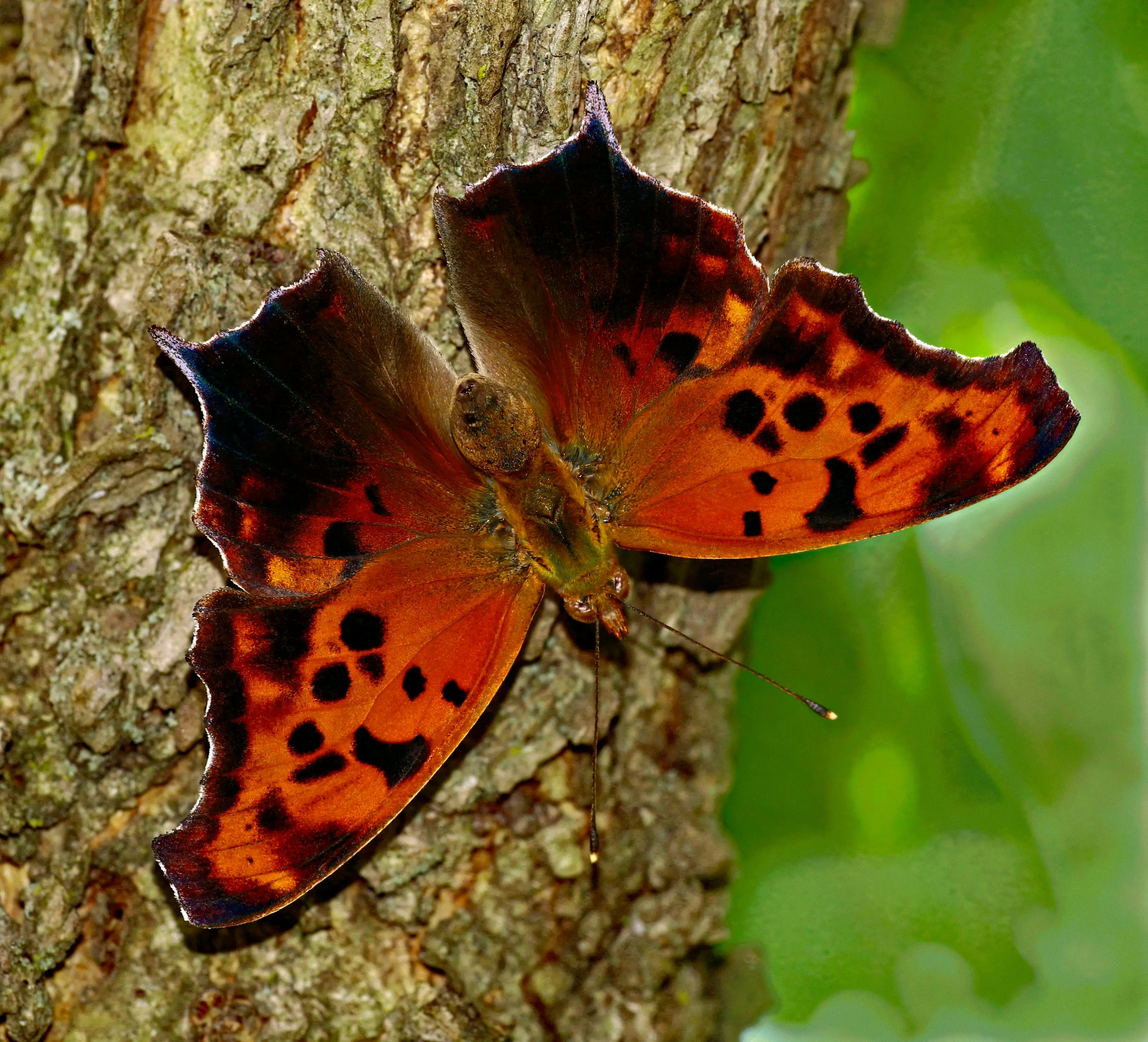 A comma butterfly resting with wings closed, showing the mottled brown underside that mimics a dead leaf, with the distinctive small white comma mark visible