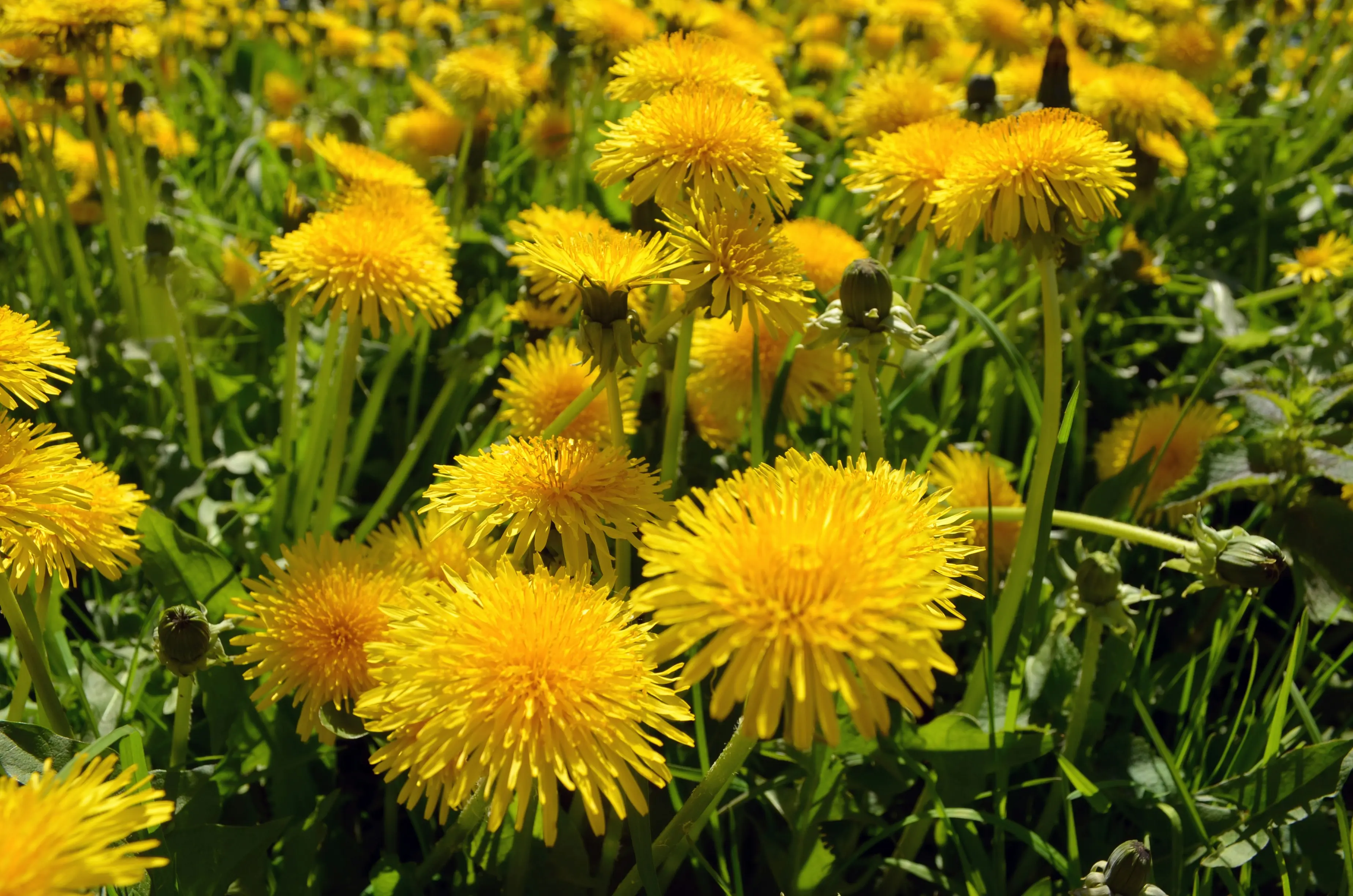 Dandelion flowers in a lawn in early spring, showing the distinctive bright yellow composite flowerheads that are among the first open nectar sources of the year