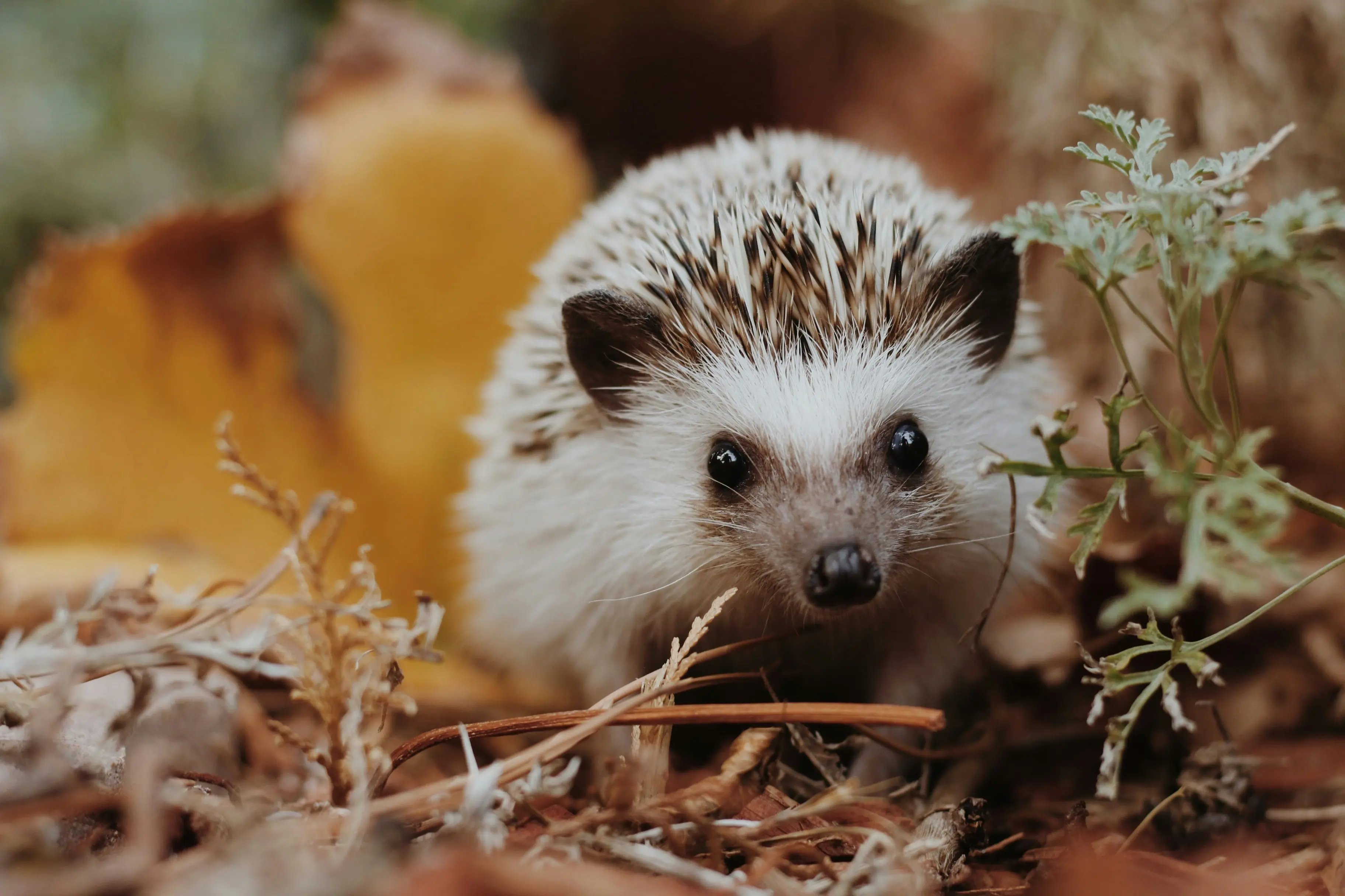 A hedgehog foraging through fallen leaves in a garden at dusk, its spines visible and snout close to the ground