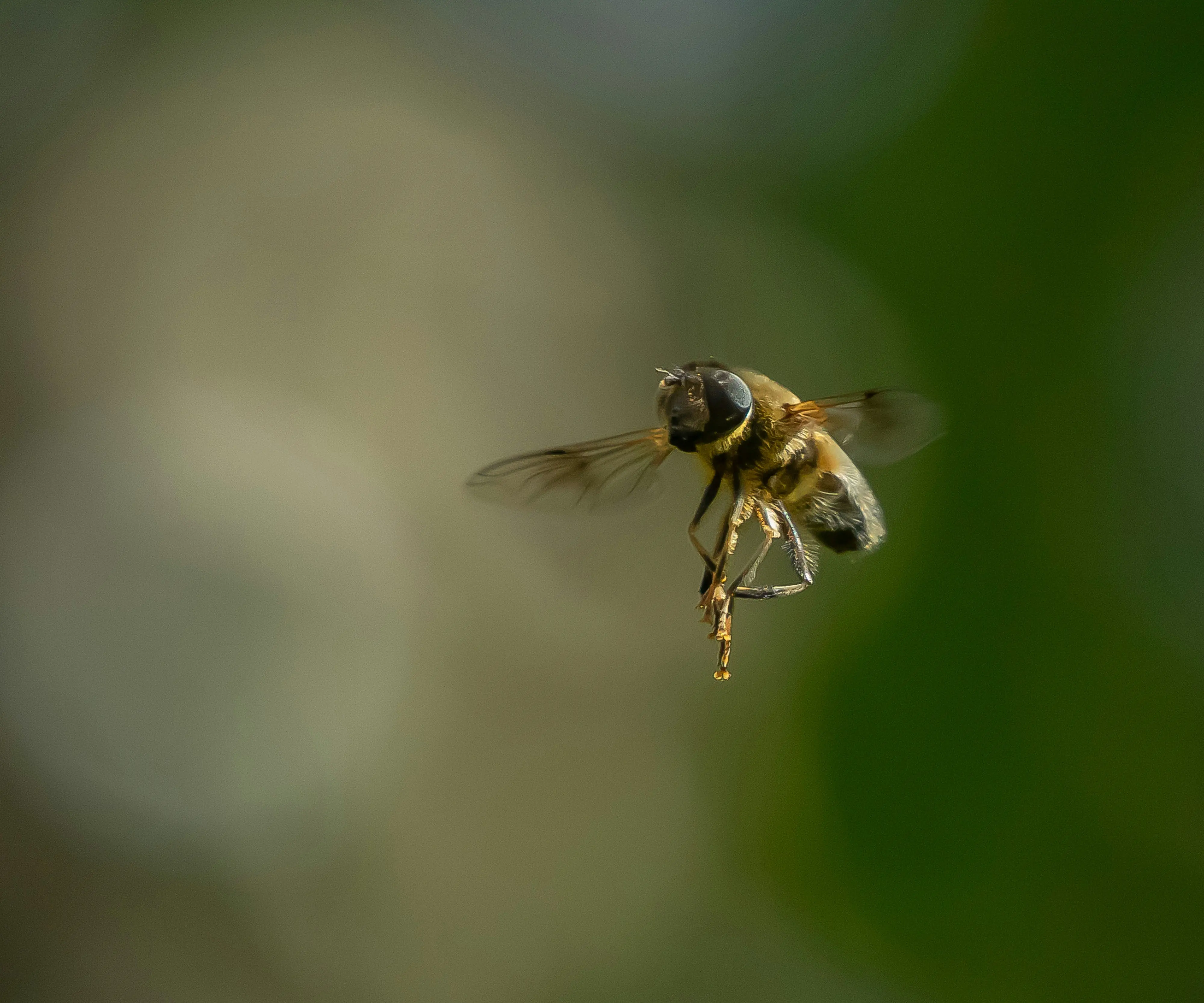 A hoverfly visiting a garden flower, showing the characteristic large eyes and hovering posture of Britain's most important fly pollinators