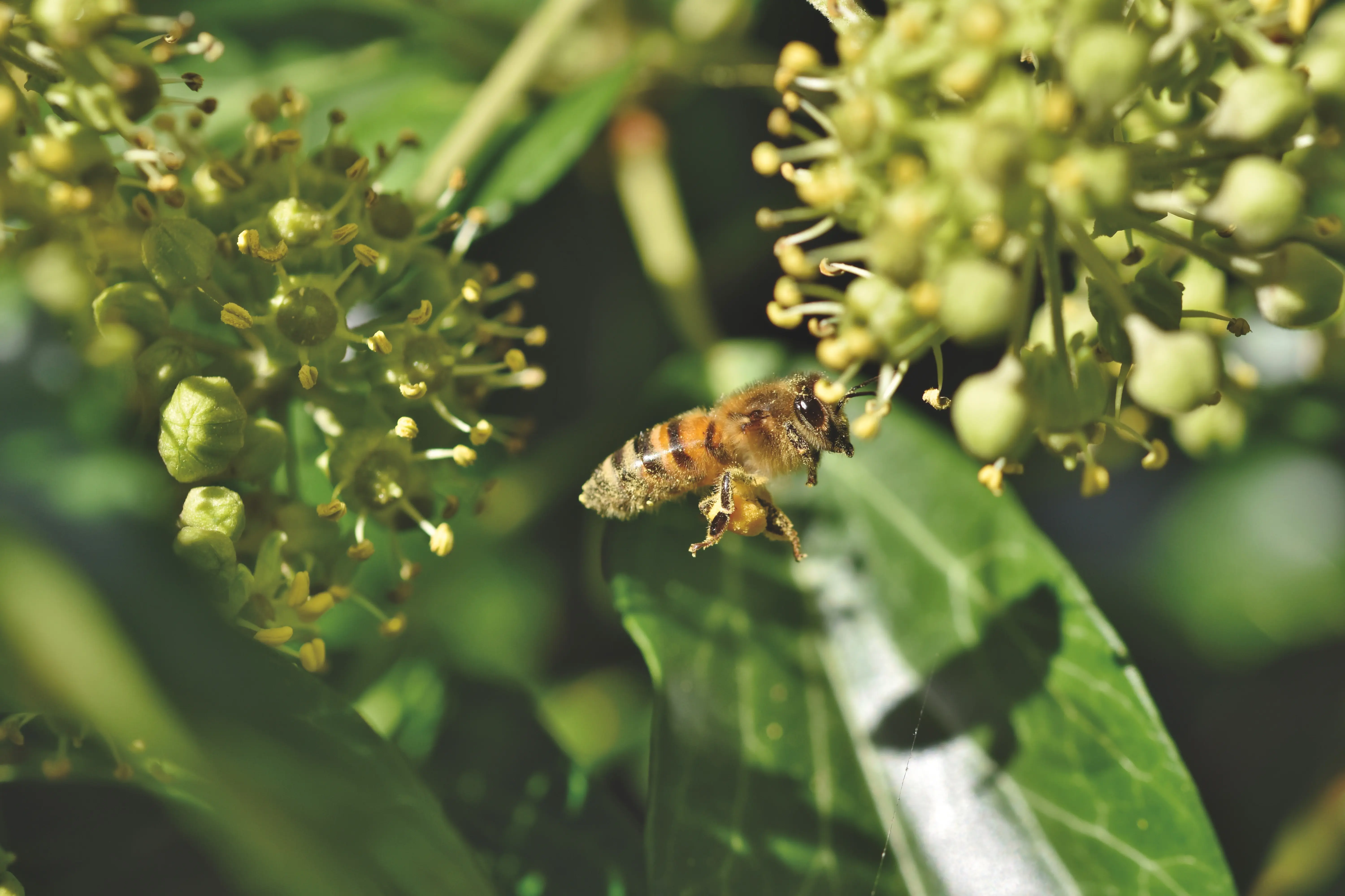 Ivy bee (Colletes hederae)