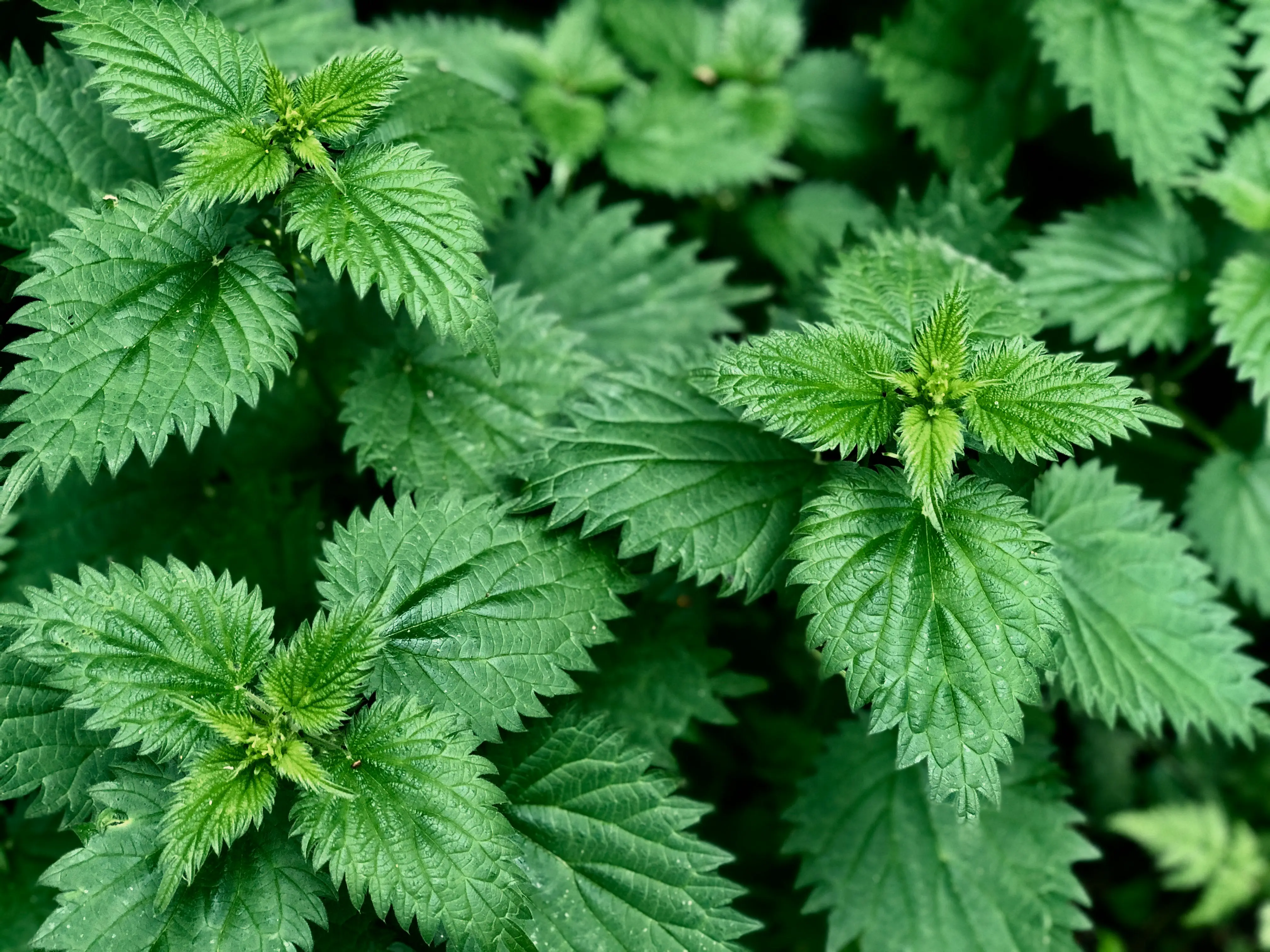 A dense patch of stinging nettles growing in dappled sunlight, showing their upright stems and toothed oval leaves