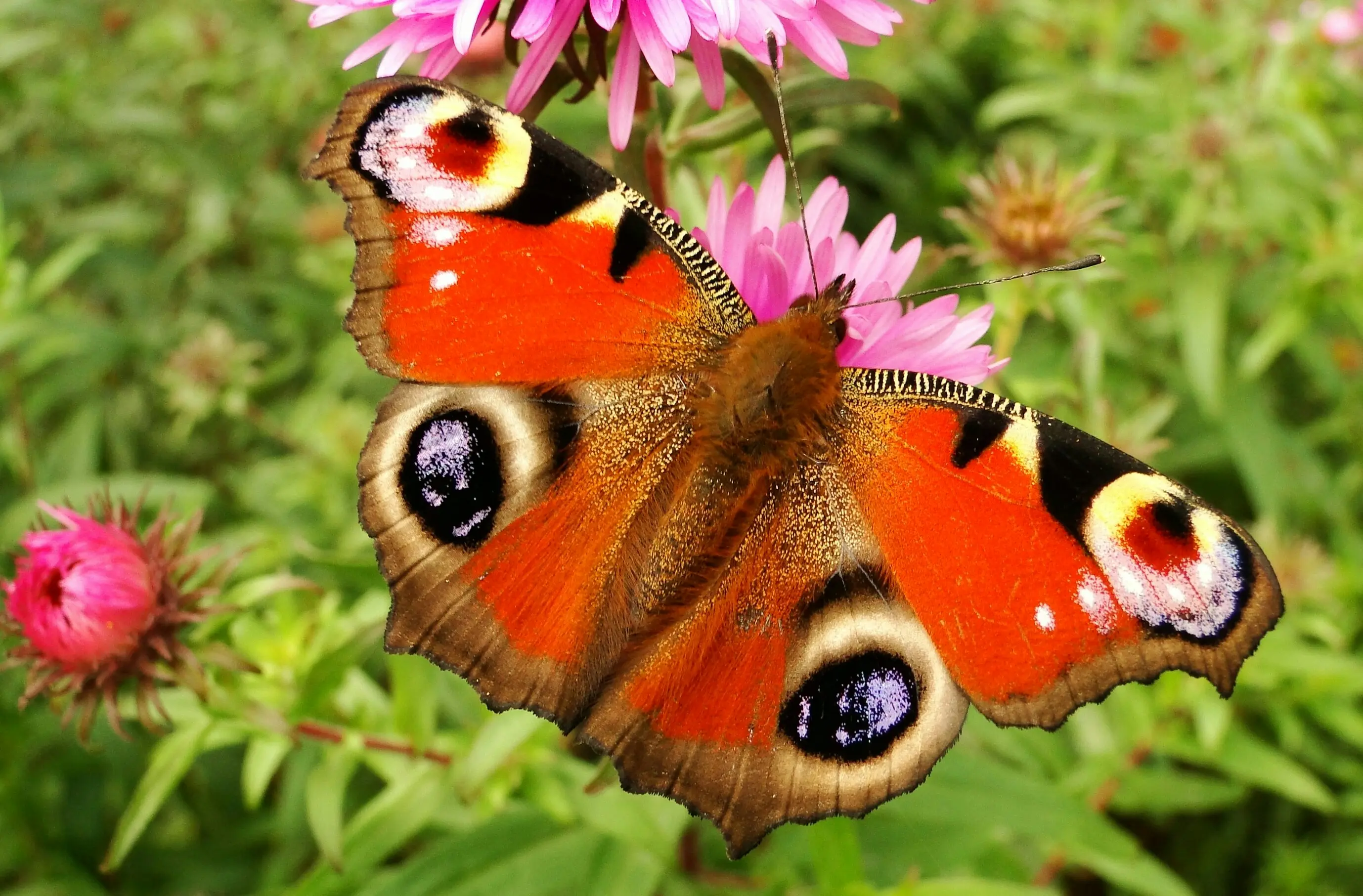 A peacock butterfly with wings fully open, showing its deep red-wine coloured wings and the four vivid eye-spots, one on each wing
