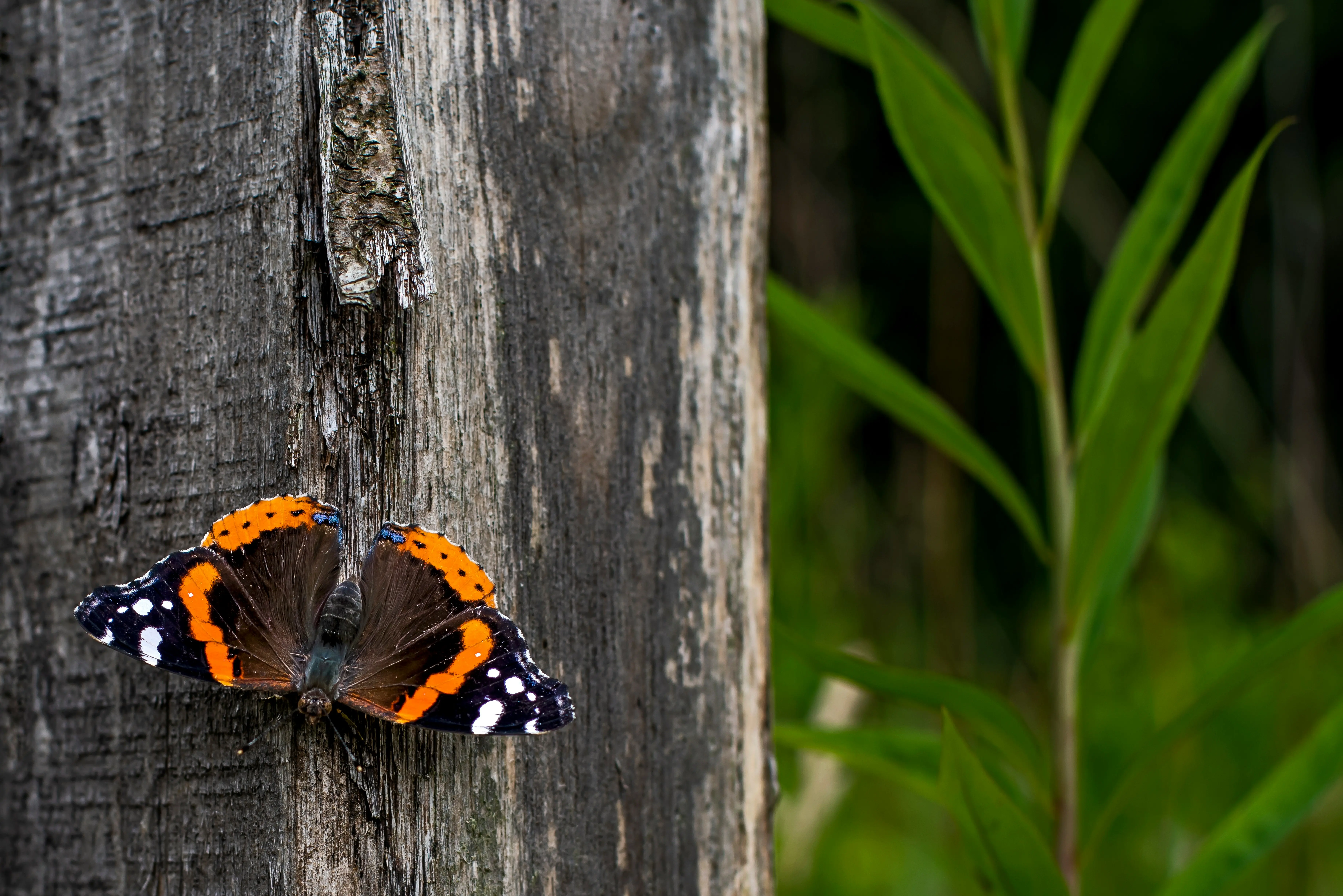 A red admiral butterfly resting on a flower with wings open, showing its black wings with vivid orange-red bands and white spots near the wing tips