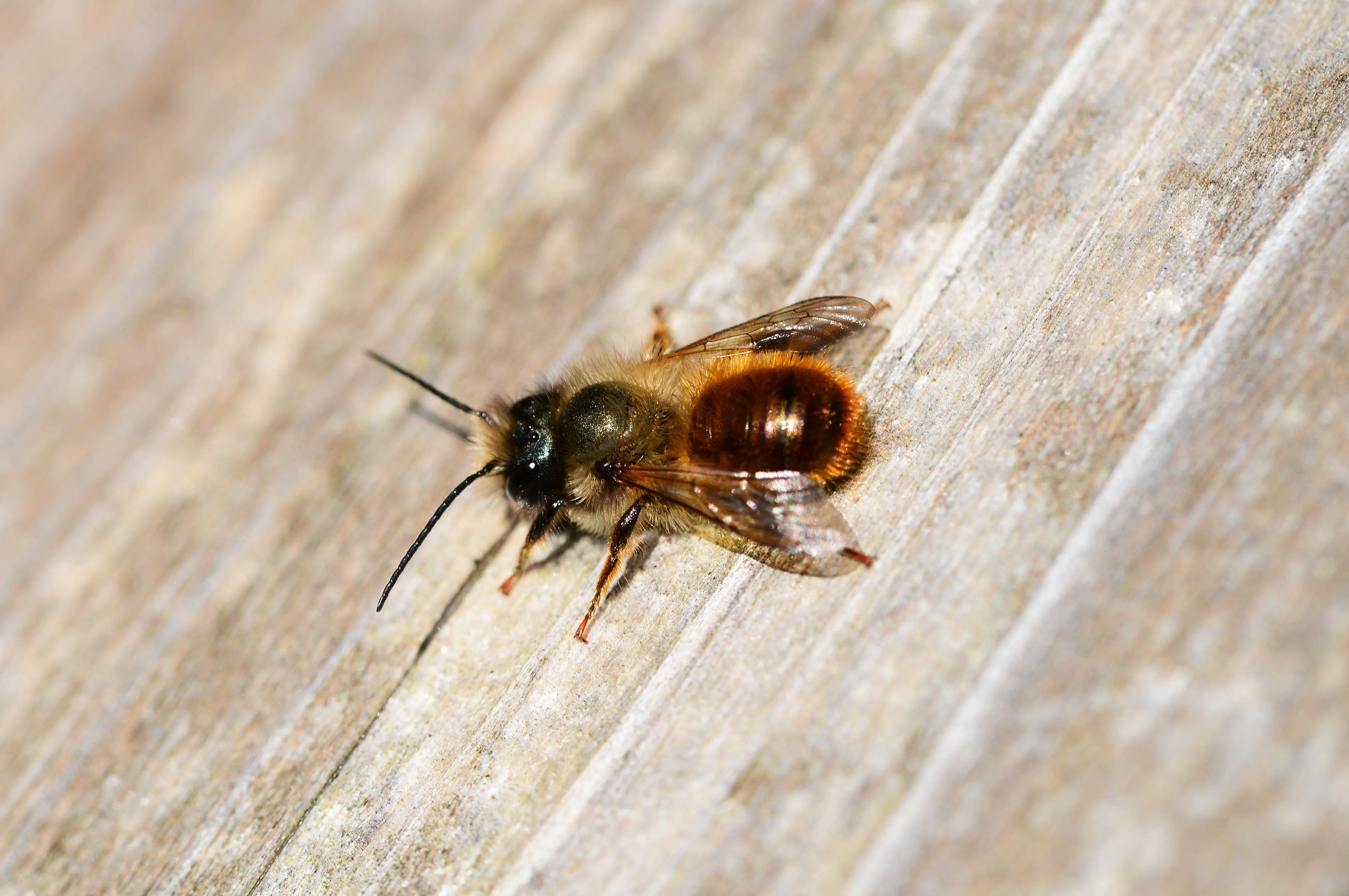 Red mason bee (Osmia bicornis)