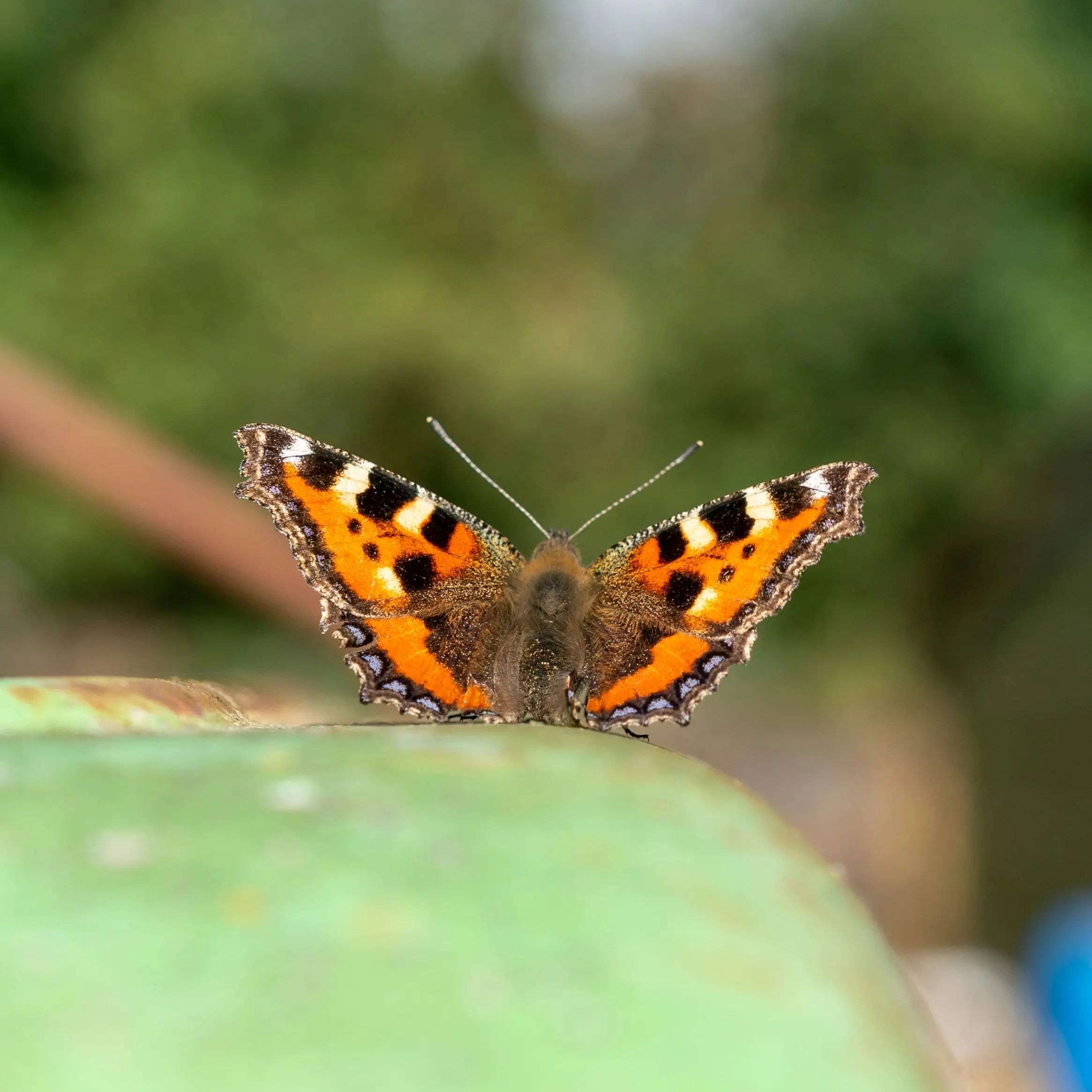 A small tortoiseshell butterfly resting with wings open, showing bright orange wings with bold black patches and a row of blue spots along each wing edge