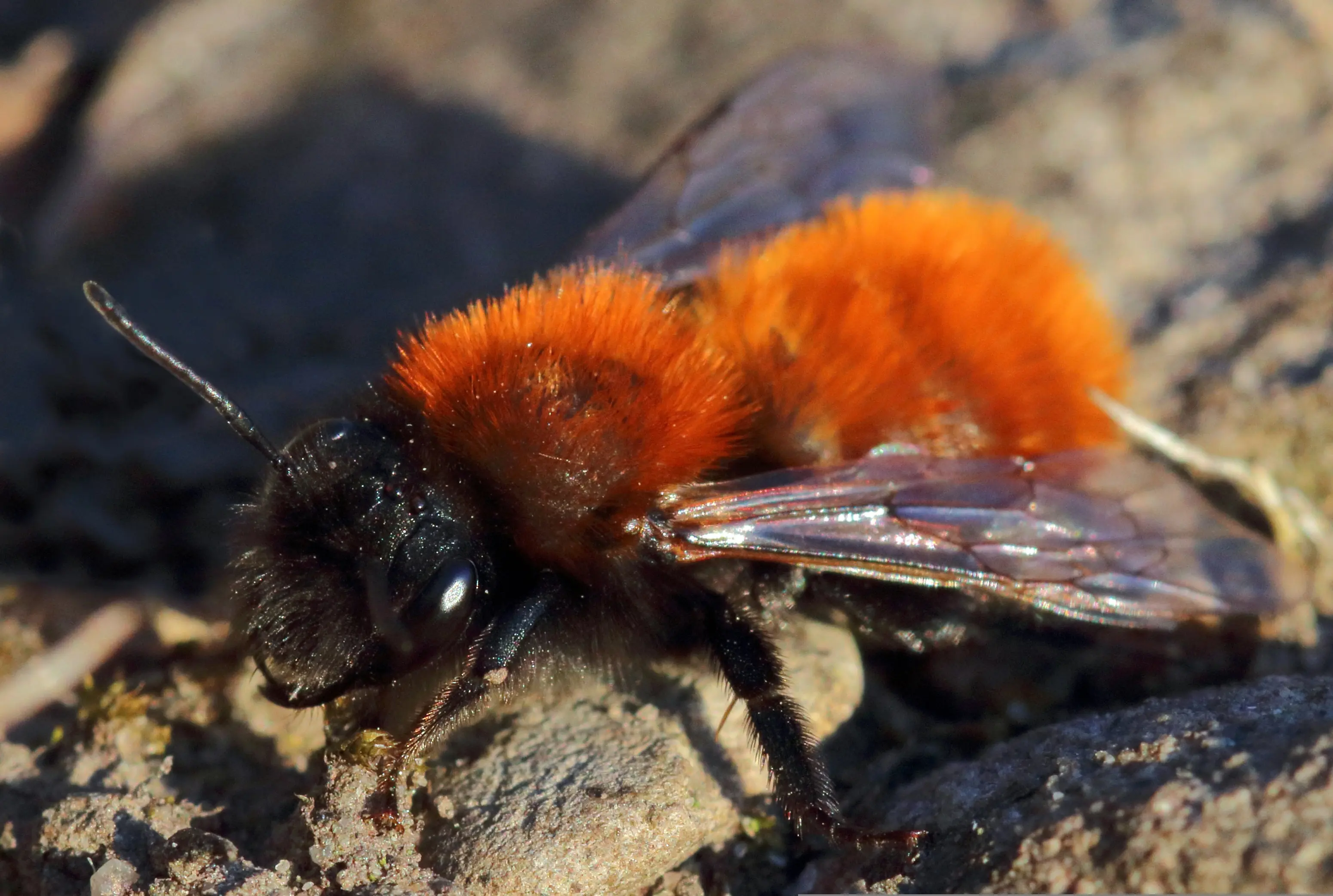 Female tawny mining bee (Andrena fulva)