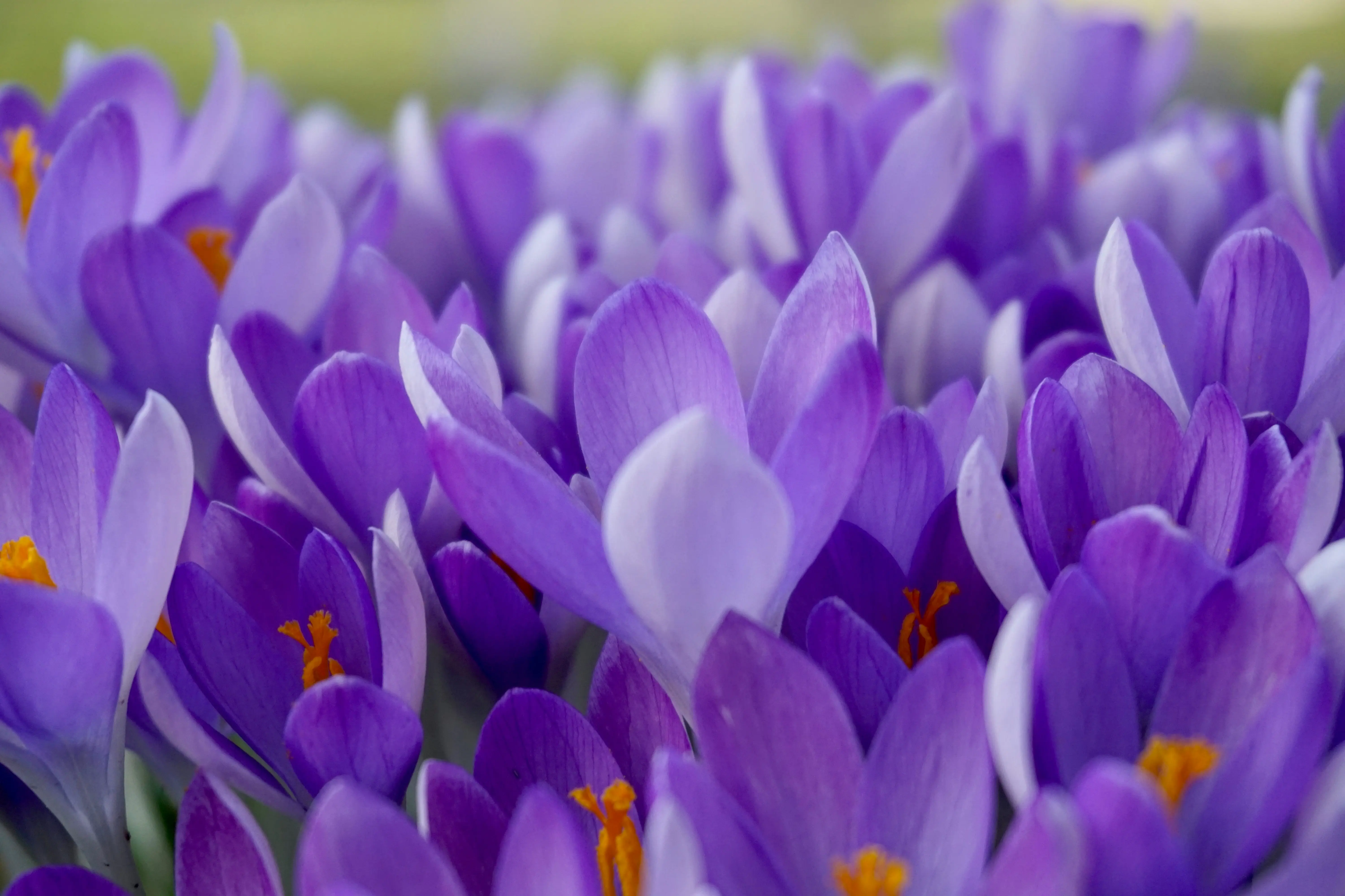 Crocus flowers in early spring, one of the most important nectar sources for queen bumblebees emerging from hibernation
